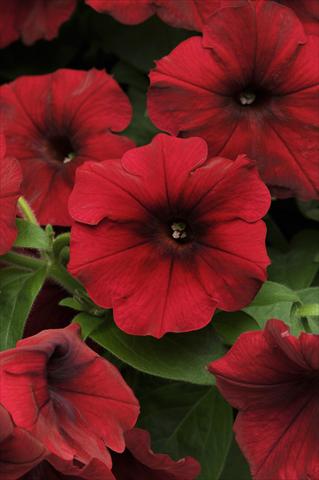 Photo de variété de fleurs à utiliser comme: Pot, Plante à massif, patio, Suspension Petunia x hybrida Easy Wave Red Velour