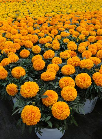Photo de variété de fleurs à utiliser comme: Plante à massif, pot ou Suspension Tagetes erecta Taishan