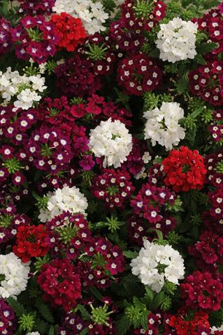 Photo de variété de fleurs à utiliser comme: Pot, patio, Suspension Verbena Quartz XP Merlot Mix Imp
