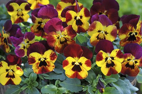 Photo de variété de fleurs à utiliser comme: Pot et Plante à massif Viola cornuta Sorbet™ Fire