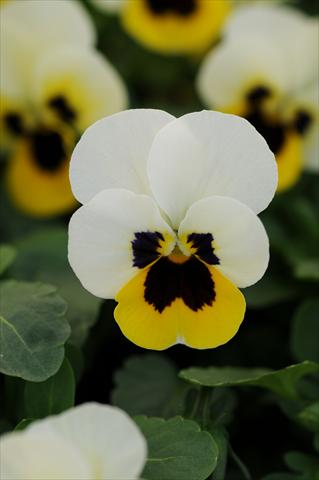 Photo de variété de fleurs à utiliser comme: Pot et Plante à massif Viola cornuta Sorbet™ XP Lemon Ice Blotch