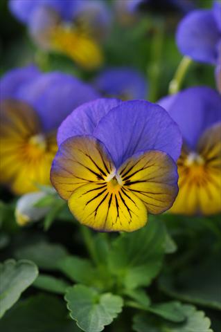Photo de variété de fleurs à utiliser comme: Pot et Plante à massif Viola cornuta Sorbet™ XP Morpho