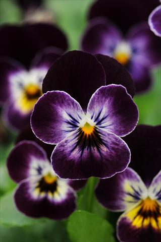 Photo de variété de fleurs à utiliser comme: Pot et Plante à massif Viola cornuta Sorbet™ Phantom
