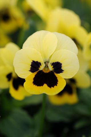 Photo de variété de fleurs à utiliser comme: Pot et Plante à massif Viola cornuta Sorbet™ XP Primrose Blotch