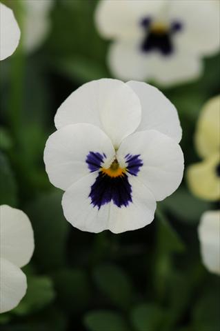 Photo de variété de fleurs à utiliser comme: Pot et Plante à massif Viola cornuta Sorbet™ XP White Blotch