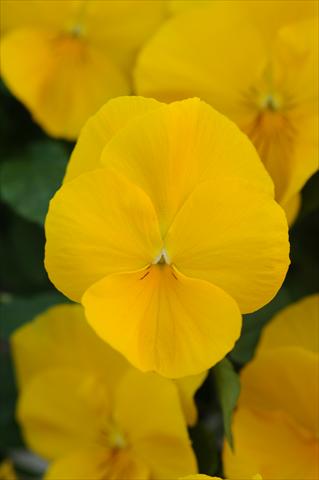Photo de variété de fleurs à utiliser comme: Pot et Plante à massif Viola wittrockiana Cool Wave Golden Yellow