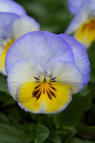 Photo de variété de fleurs à utiliser comme: Pot et Plante à massif Viola wittrockiana Cool Wave Lemon Blurberry Swirl