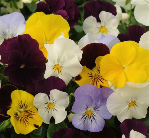 Photo de variété de fleurs à utiliser comme: Pot et Plante à massif Viola wittrockiana Cool Wave Mix