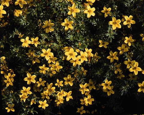 Photo de variété de fleurs à utiliser comme: Plante à massif/ plante de bordure Bidens ferulifolia Goldfever