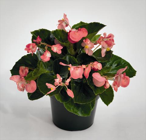 Photo de variété de fleurs à utiliser comme: Plante à massif, pot ou Suspension Begonia Big Pink Green Leaf