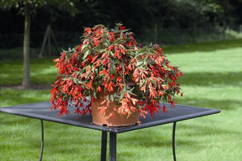 Photo de variété de fleurs à utiliser comme: Plante à massif, pot ou Suspension Begonia boliviensis Bossa Nova Orange Shades