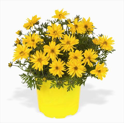 Photo de variété de fleurs à utiliser comme: Plante à massif, pot ou Suspension Bidens ferulifolia Rapid Double Yellow
