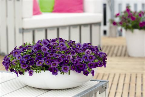 Photo de variété de fleurs à utiliser comme: Plante à massif, pot ou Suspension Calibrachoa Calipetite Blue Imp