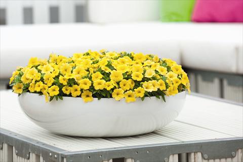 Photo de variété de fleurs à utiliser comme: Plante à massif, pot ou Suspension Calibrachoa Calipetite Yellow Imp