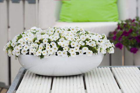 Photo de variété de fleurs à utiliser comme: Plante à massif, pot ou Suspension Calibrachoa Calipette White Imp