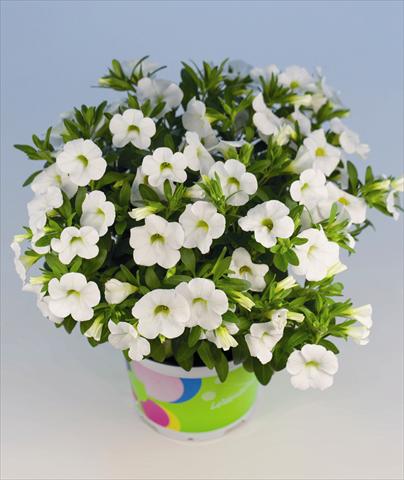 Photo de variété de fleurs à utiliser comme: Plante à massif, pot ou Suspension Calibrachoa Celebration White Pot