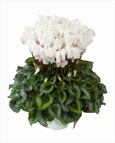 Photo de variété de fleurs à utiliser comme: Suspension / pot Cyclamen persicum Cana White Frangee Oeil Clair n56