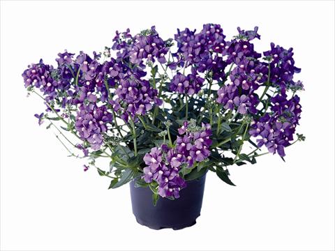 Photo de variété de fleurs à utiliser comme: Plante à massif/ plante de bordure Nemesia Nemo Blue