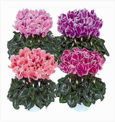 Photo de variété de fleurs à utiliser comme: Suspension / pot Cyclamen persicum Halios Curly Melange Flamme 2560