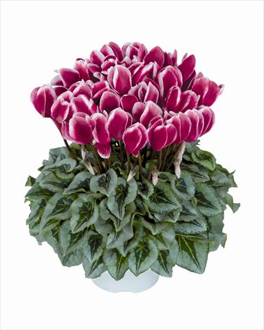 Photo de variété de fleurs à utiliser comme: Suspension / pot Cyclamen persicum Halios Fantasia Magenta Decora 2381