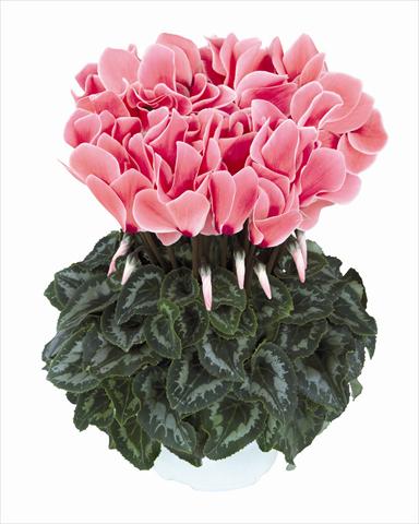 Photo de variété de fleurs à utiliser comme: Pot Cyclamen persicum Halios Saumon Flammé