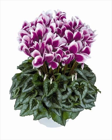 Photo de variété de fleurs à utiliser comme: Suspension / pot Cyclamen persicum Halios Violet Foncé Decora