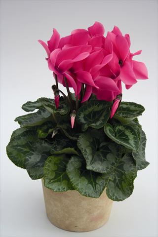 Photo de variété de fleurs à utiliser comme: Suspension / pot Cyclamen persicum Maxora 7038 Pink