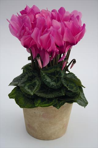 Photo de variété de fleurs à utiliser comme: Suspension / pot Cyclamen persicum Maxora 7047 Neon Pink