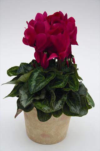 Photo de variété de fleurs à utiliser comme: Suspension / pot Cyclamen persicum Maxora 7050 Wine Red