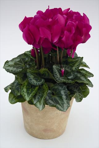 Photo de variété de fleurs à utiliser comme: Suspension / pot Cyclamen persicum Maxora 7077 Light Purple