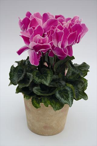 Photo de variété de fleurs à utiliser comme: Suspension / pot Cyclamen persicum Maxora 7078 Purple Flame