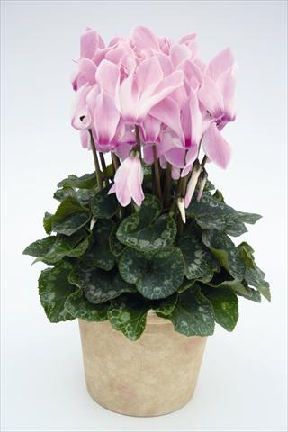 Photo de variété de fleurs à utiliser comme: Suspension / pot Cyclamen persicum Maxora 7099 Lilac Flame