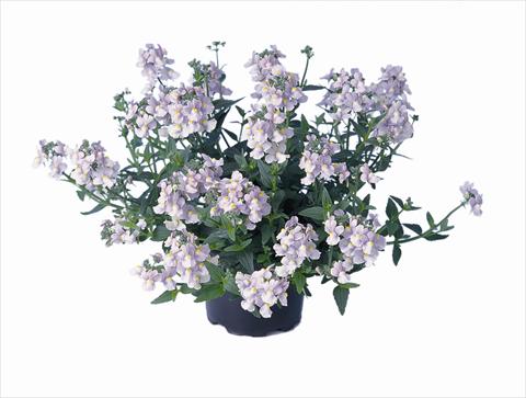 Photo de variété de fleurs à utiliser comme: Plante à massif/ plante de bordure Nemesia Nemo Lavender
