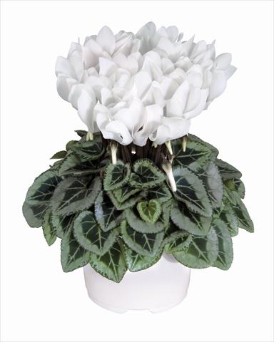 Photo de variété de fleurs à utiliser comme: Suspension / pot Cyclamen persicum Metis Blanc Pur Decora