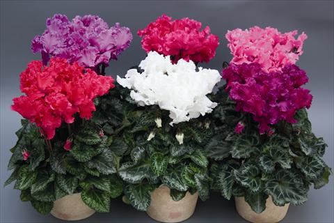 Photo de variété de fleurs à utiliser comme: Suspension / pot Cyclamen persicum Rokolina