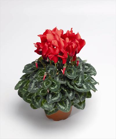 Photo de variété de fleurs à utiliser comme: Suspension / pot Cyclamen persicum Sierra Synchro Scarlet South