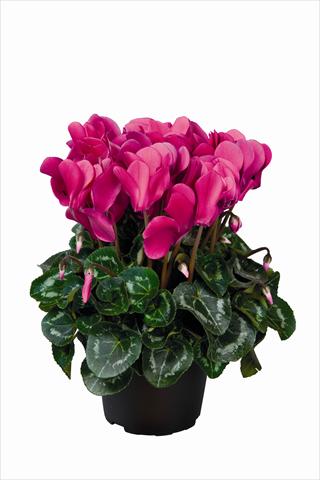 Photo de variété de fleurs à utiliser comme: Suspension / pot Cyclamen persicum Super Serie Allure F1 Dark Violet HR