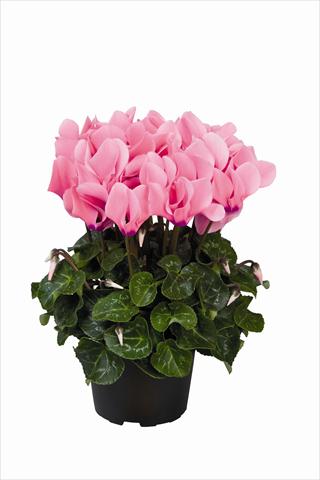 Photo de variété de fleurs à utiliser comme: Suspension / pot Cyclamen persicum Super Serie Allure F1 Light Neon Pink