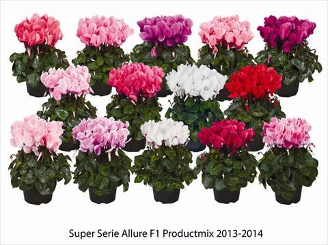 Photo de variété de fleurs à utiliser comme: Suspension / pot Cyclamen persicum Super Serie Allure F1 Productmix