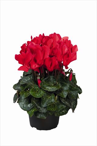 Photo de variété de fleurs à utiliser comme: Suspension / pot Cyclamen persicum Super Serie Allure F1 Red HR