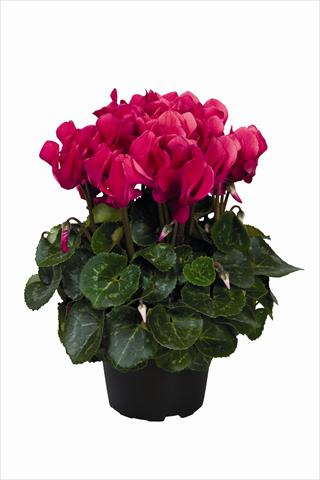 Photo de variété de fleurs à utiliser comme: Suspension / pot Cyclamen persicum Super Serie Allure F1 Wine Red HR