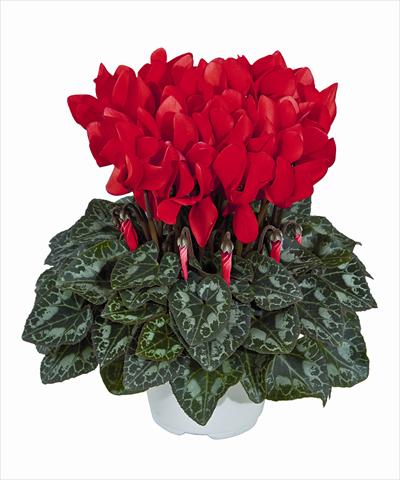 Photo de variété de fleurs à utiliser comme: Suspension / pot Cyclamen persicum Tianis Rouge Ecarlate 3012