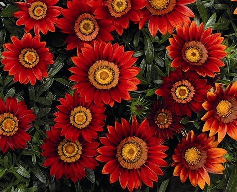 Photo de variété de fleurs à utiliser comme: Plante à massif, pot ou Suspension Gazania Big Maggy Red