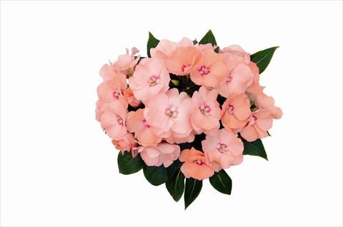 Photo de variété de fleurs à utiliser comme: Plante à massif, pot ou Suspension Impatiens nuova guinea Paradise Nosara