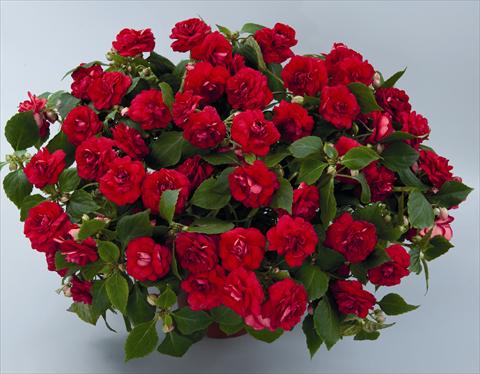 Photo de variété de fleurs à utiliser comme: Plante à massif, pot ou Suspension Impatiens walleriana Musica Elegant Red ID 9-6131(2010)