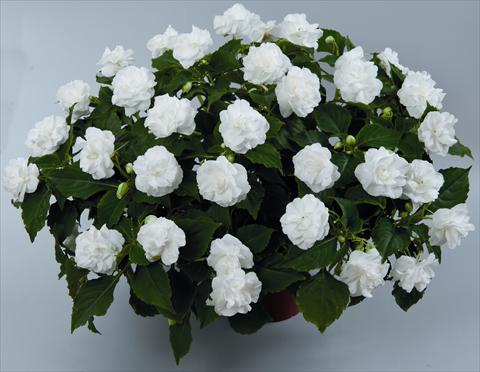 Photo de variété de fleurs à utiliser comme: Plante à massif, pot ou Suspension Impatiens walleriana Musica Pure White ID 9-2528(2010)