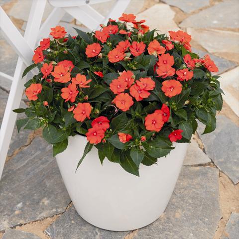Photo de variété de fleurs à utiliser comme: Plante à massif, pot ou Suspension Impatiens x hybrida Sunpatiens compact electric orange