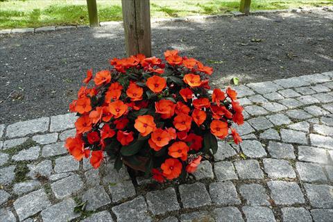 Photo de variété de fleurs à utiliser comme: Plante à massif, pot ou Suspension Impatiens x hybrida SunPatiens Compact Hot Coral