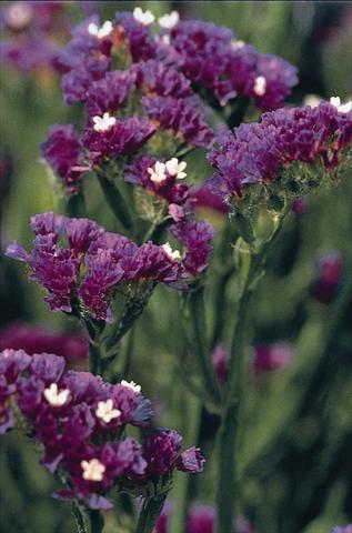 Photo de variété de fleurs à utiliser comme: Pot et Plante à massif Limonium Fury Dark Blue