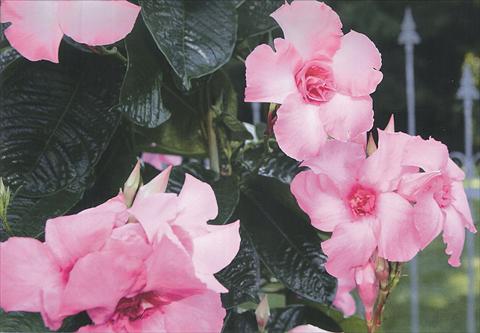 Photo de variété de fleurs à utiliser comme: Pot et Plante à massif Mandevilla Super Trouper Double Pink